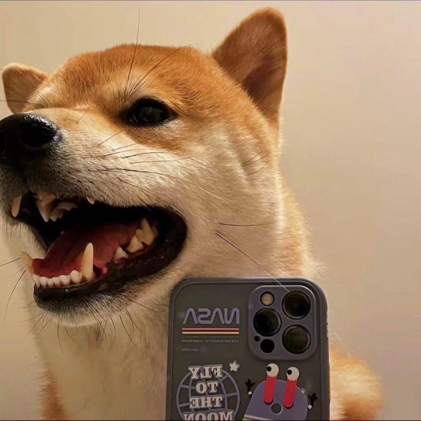 圈内小狐狸🦊
