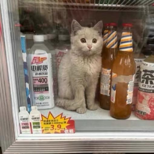小狗还有猫咪🎙️