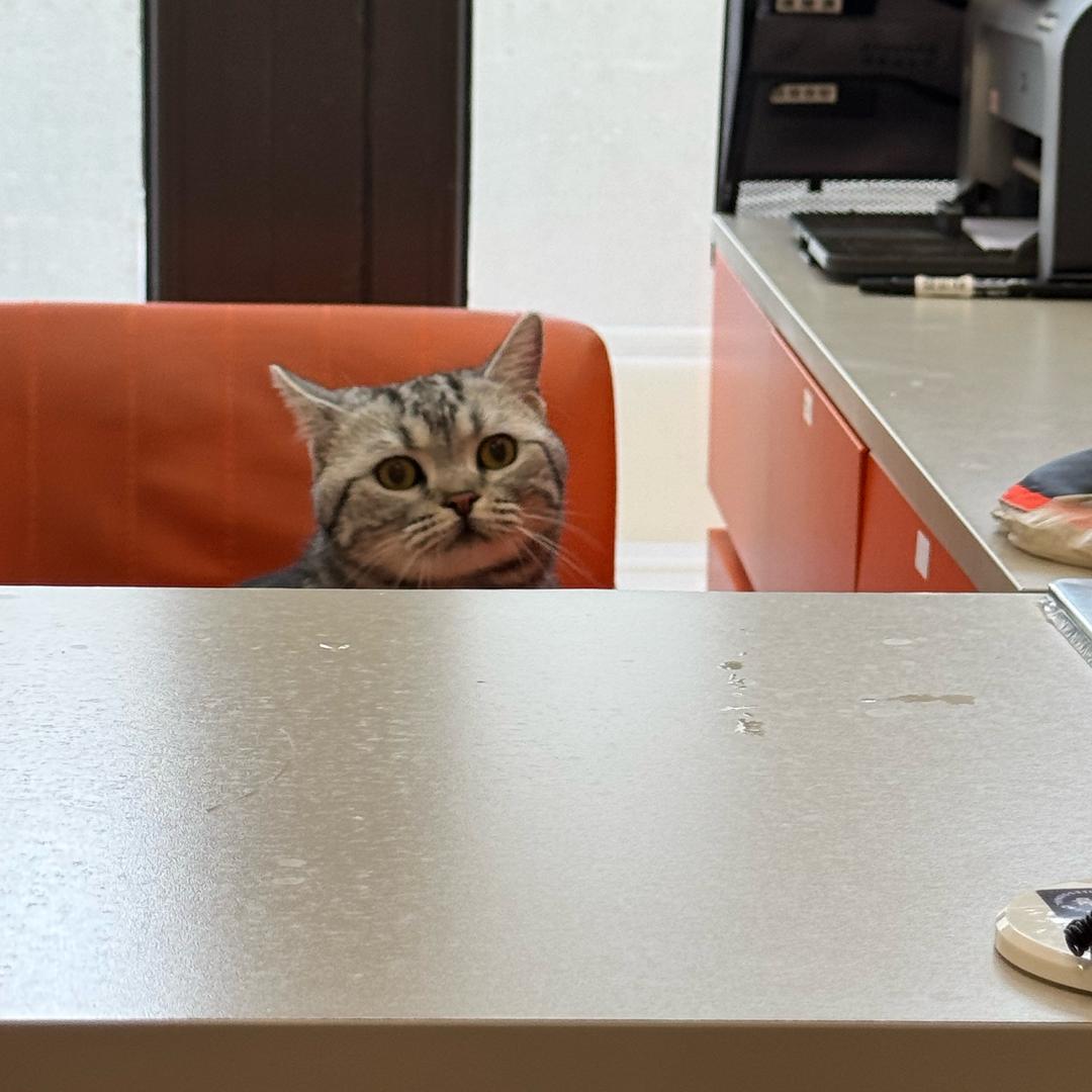 六十是只猫