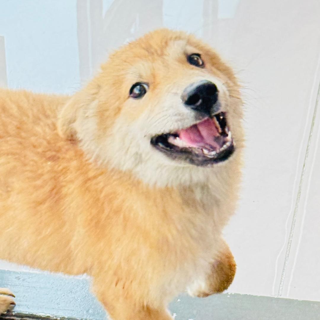 美丽南方.正果大庄园萌宠乐园