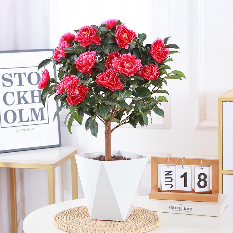 锦枫沭阳县锦鸿园林建设有限公司绿植专卖店