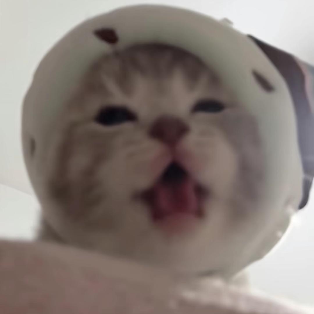 欺负我的你们虐猫了知道吗