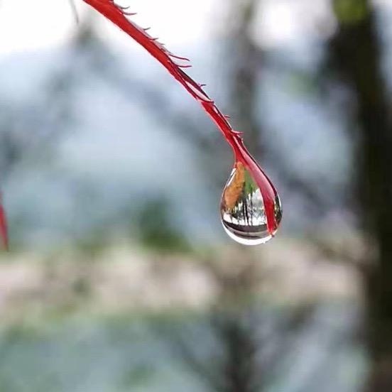 雨哥