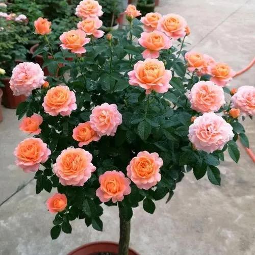 小姐姐的花园