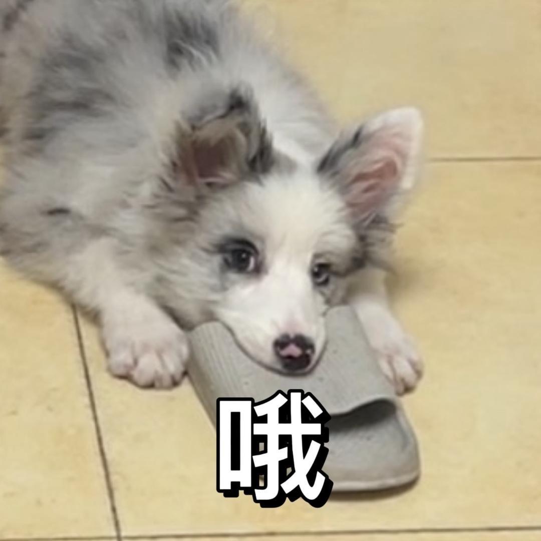 飞天鸽子蛋