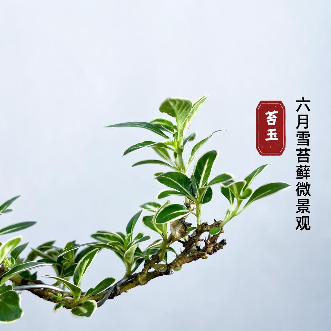 知了花间堂