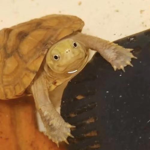 小青快跑