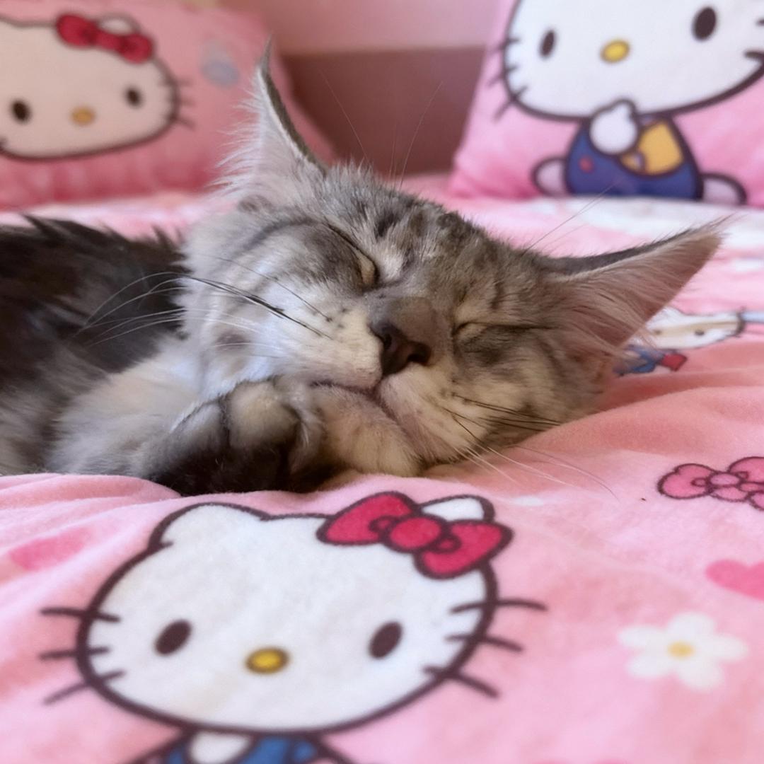 午夜忧郁纯情少女