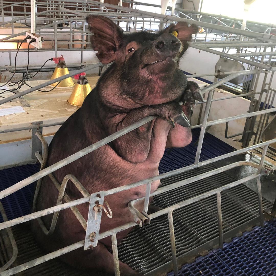 🐷八戒的铲屎官