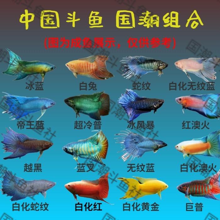 伟记观赏鱼