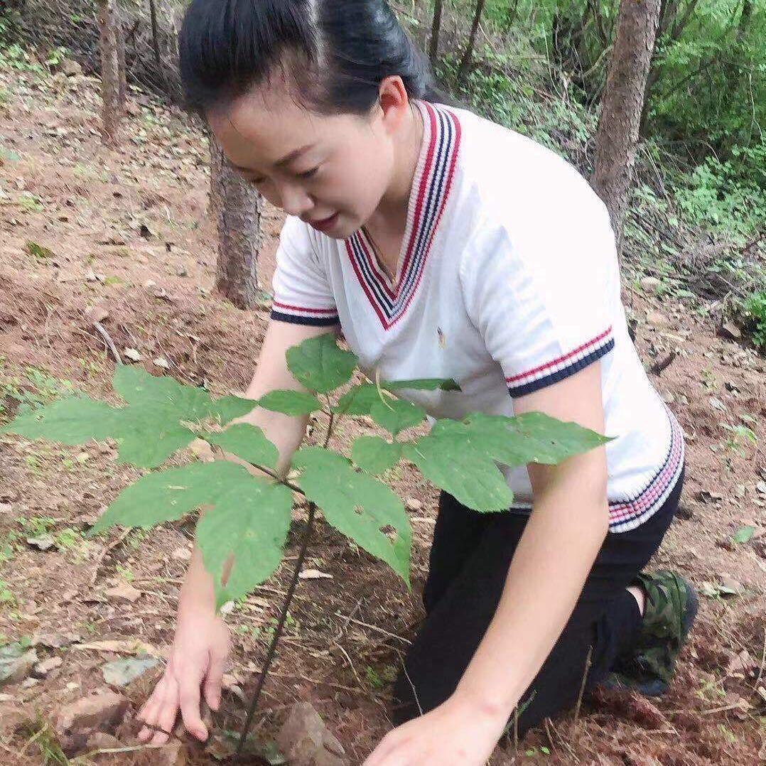 参农姑娘的参店
