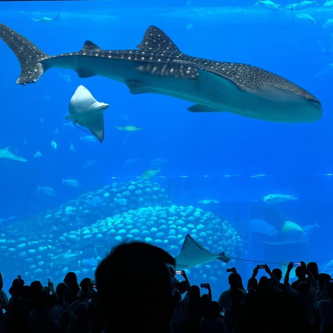 一只努力减肥的小胖纸