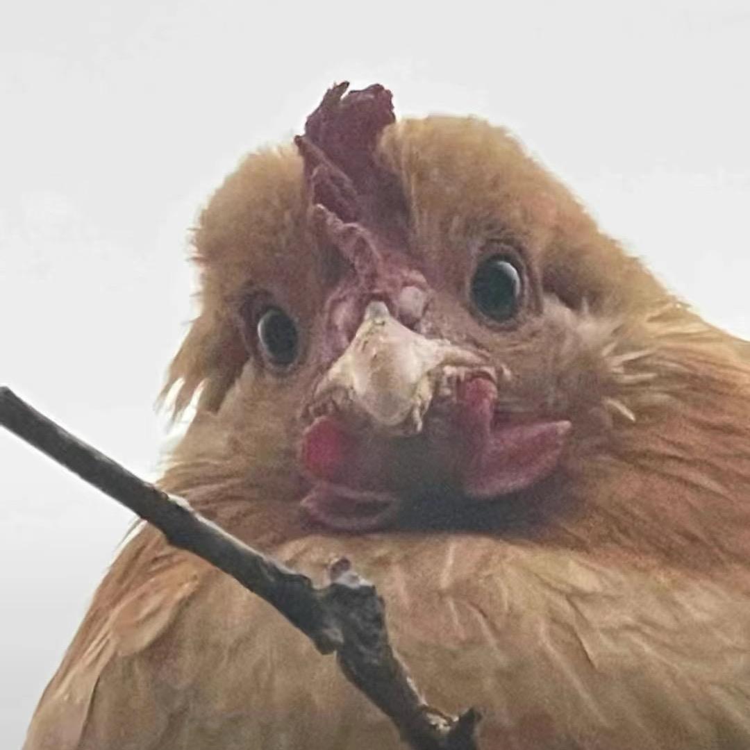 小欧昆山卖鸡记🐔🦆🦢