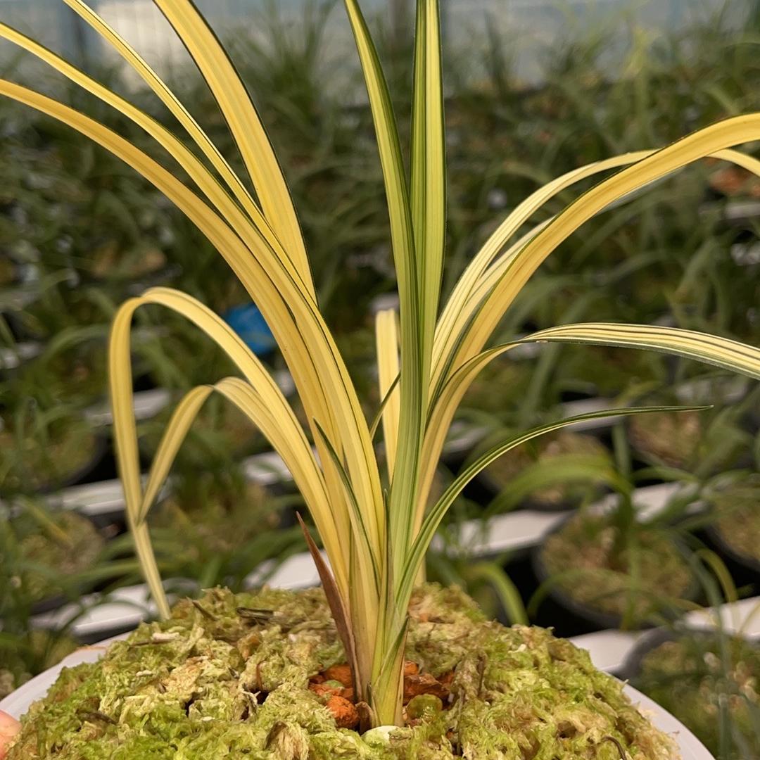 兰韵草草
