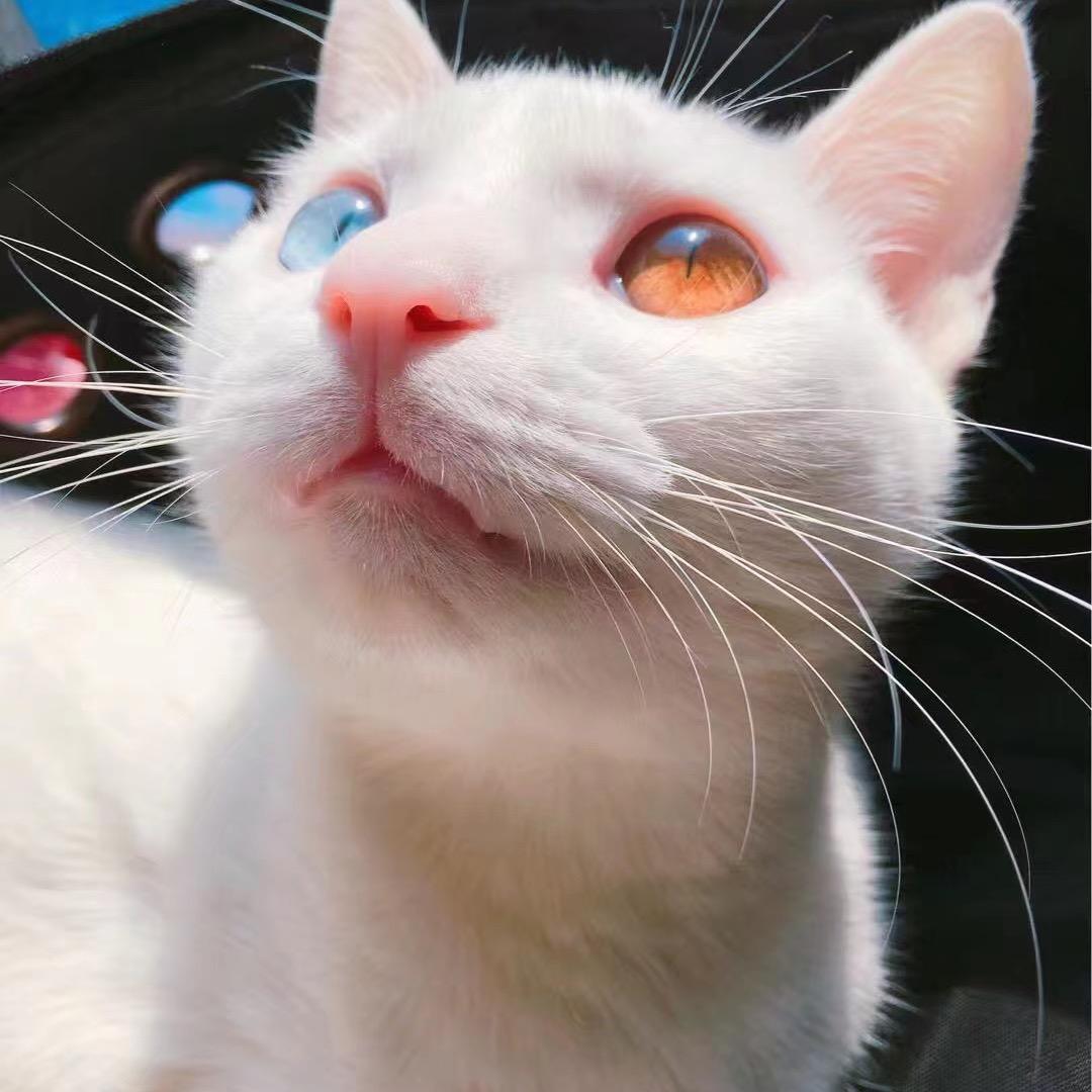 七舅姥爷