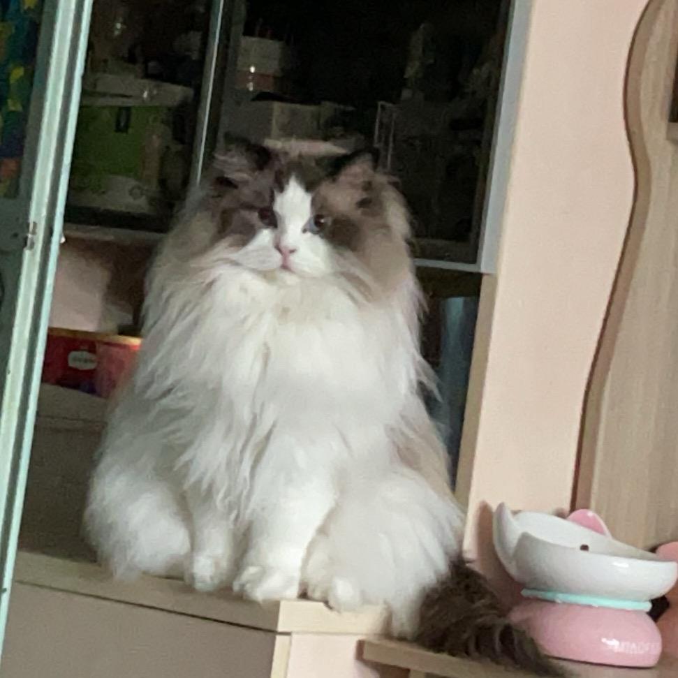 六只猫的主子