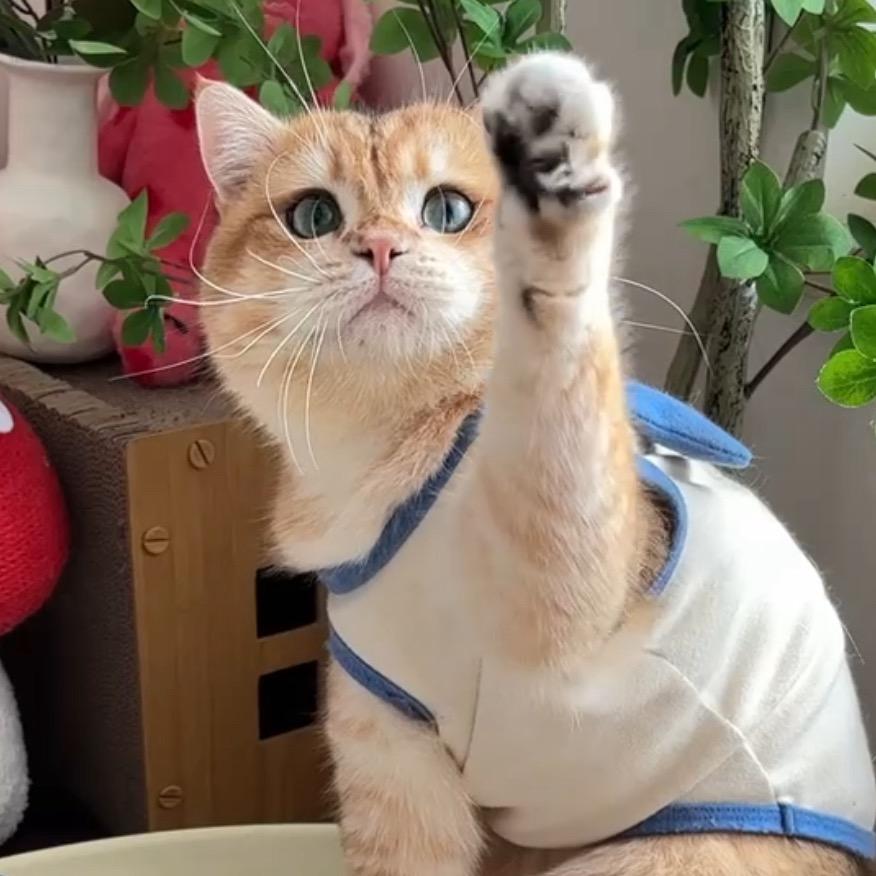 虾咪胖嘟嘟
