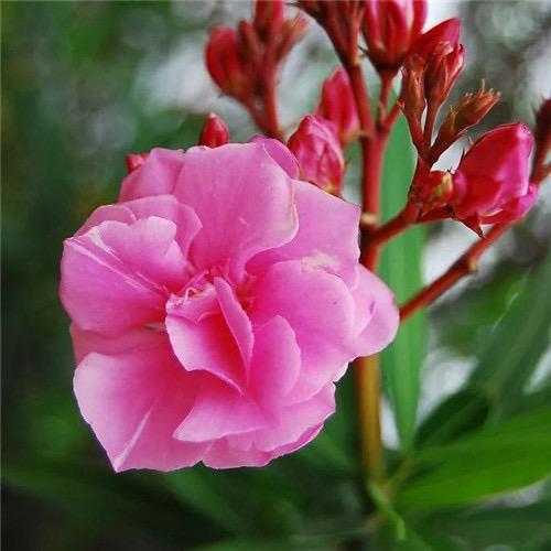 花开富贵睡个好觉