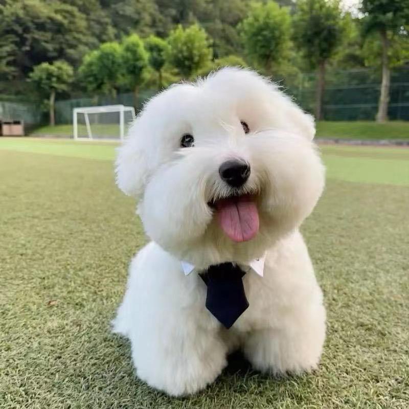 《然姐》七星飞腾棉花面纱犬舍