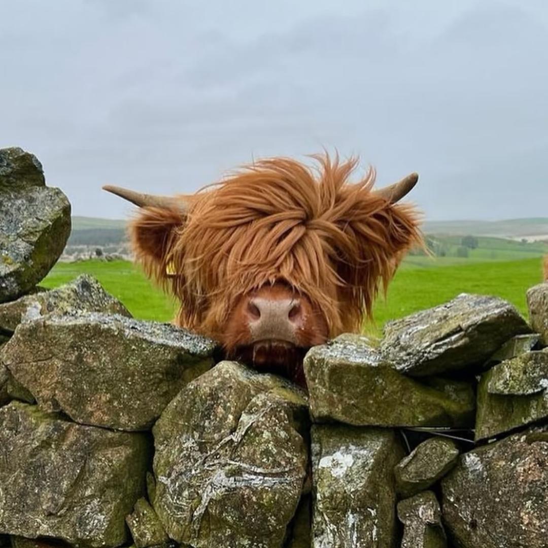 ⛰️野趣牛马徒步社🚶