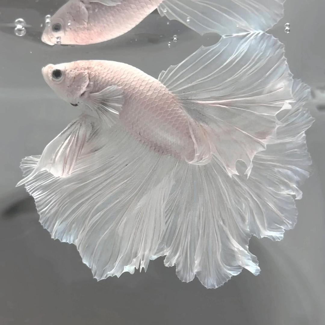 清澜澳水族用品