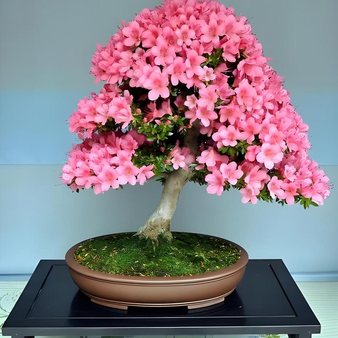 阿娟花卉