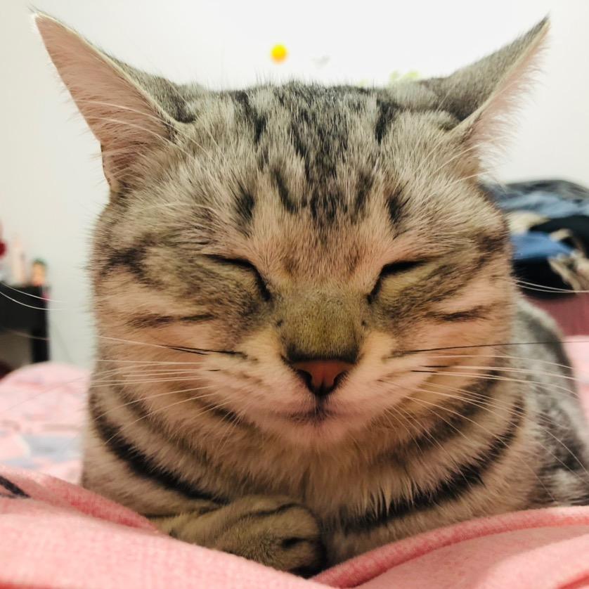 有一只猫咪叫贱贱