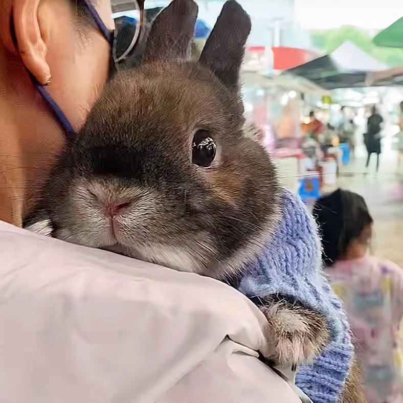 夏语柚小兔