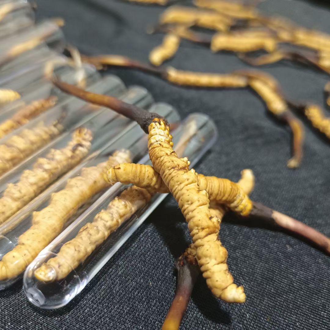 藏草之家滋补专营店