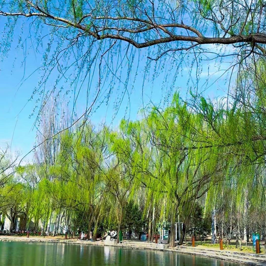 💖醉柳笑春风✨