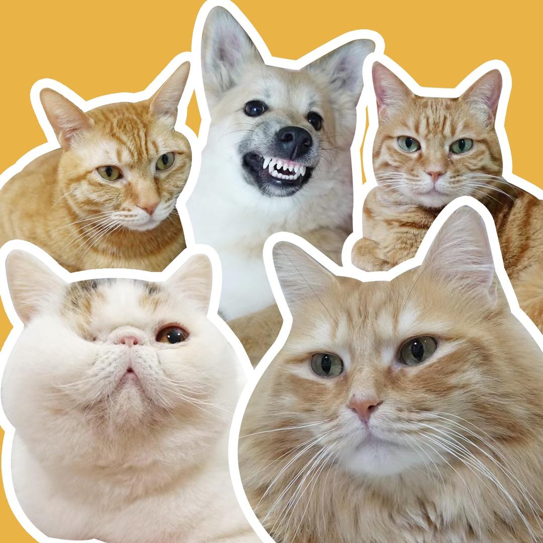住在北浦和的猫