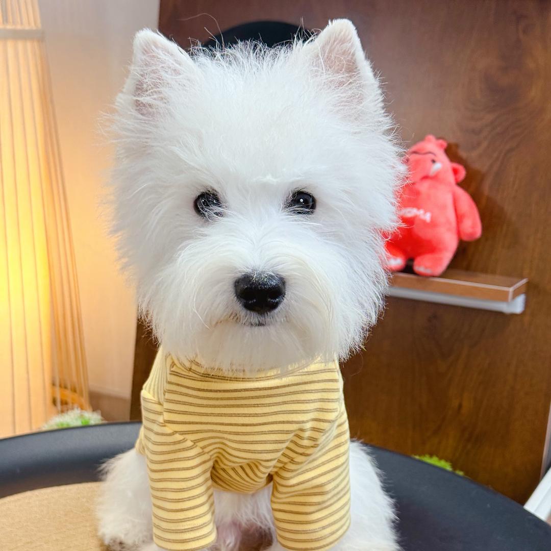 老爹带大的狗腿子