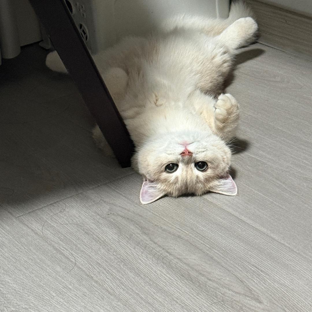 你有猫饼吗