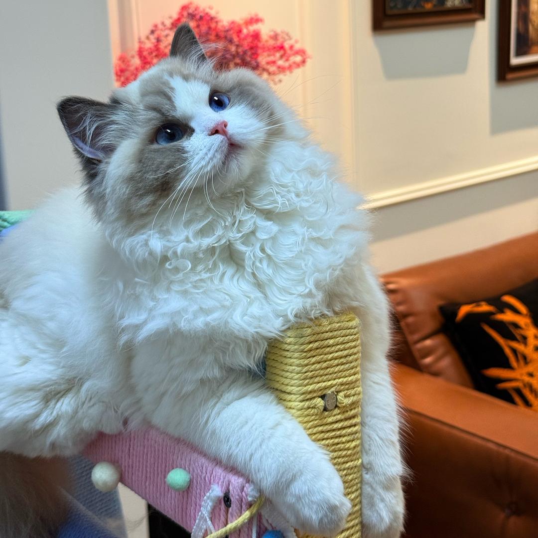 金条是只喵🐱
