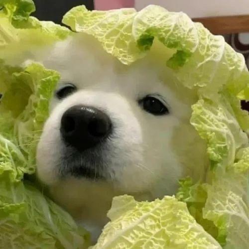 晗水小鹿