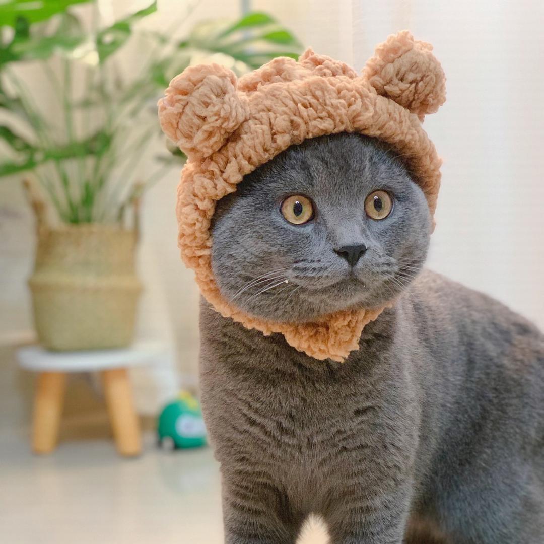 蓝猫王曼尼