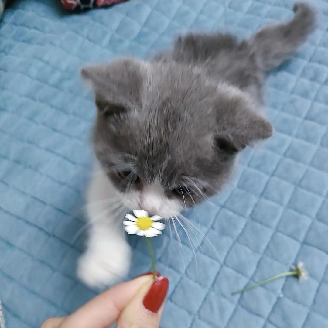 点点的哆啦不吃鱼啊