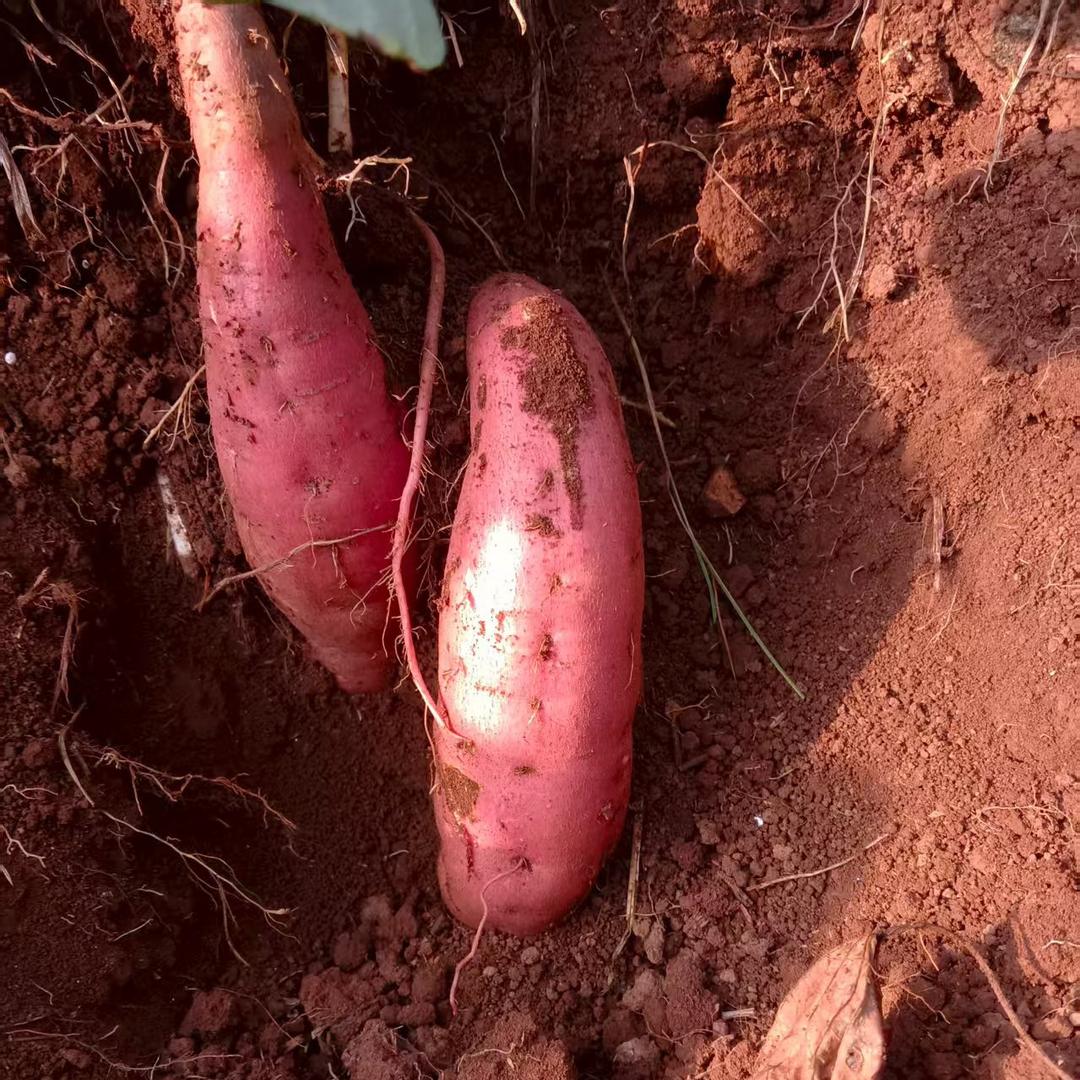 高啊发专业代销代购红薯