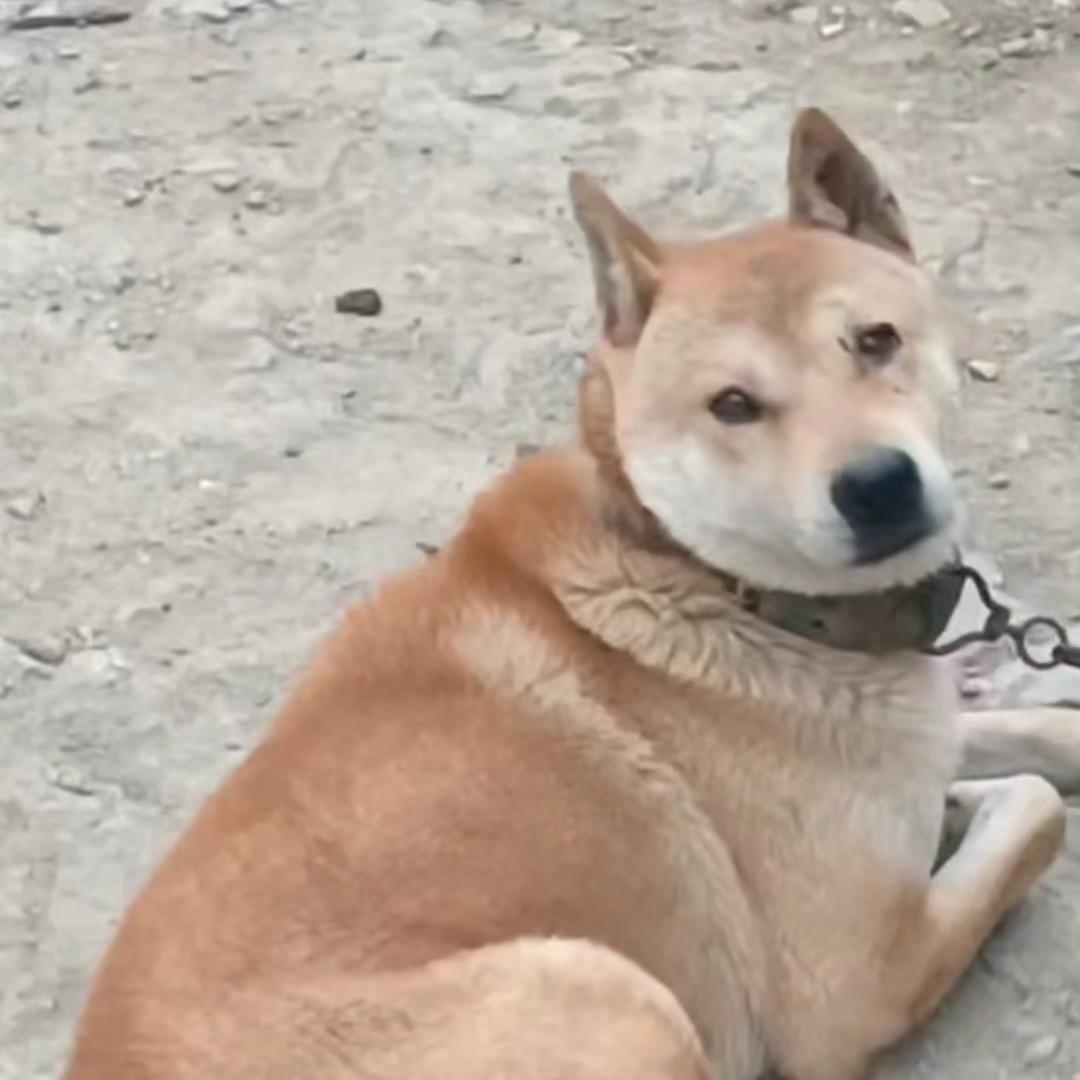 “桂系”田园狗