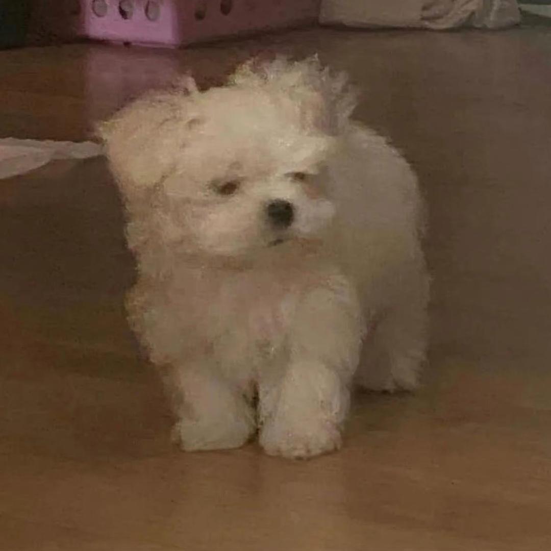 矫情的人鱼仙子