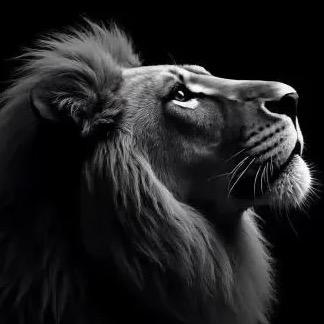 白雾尽头无归人