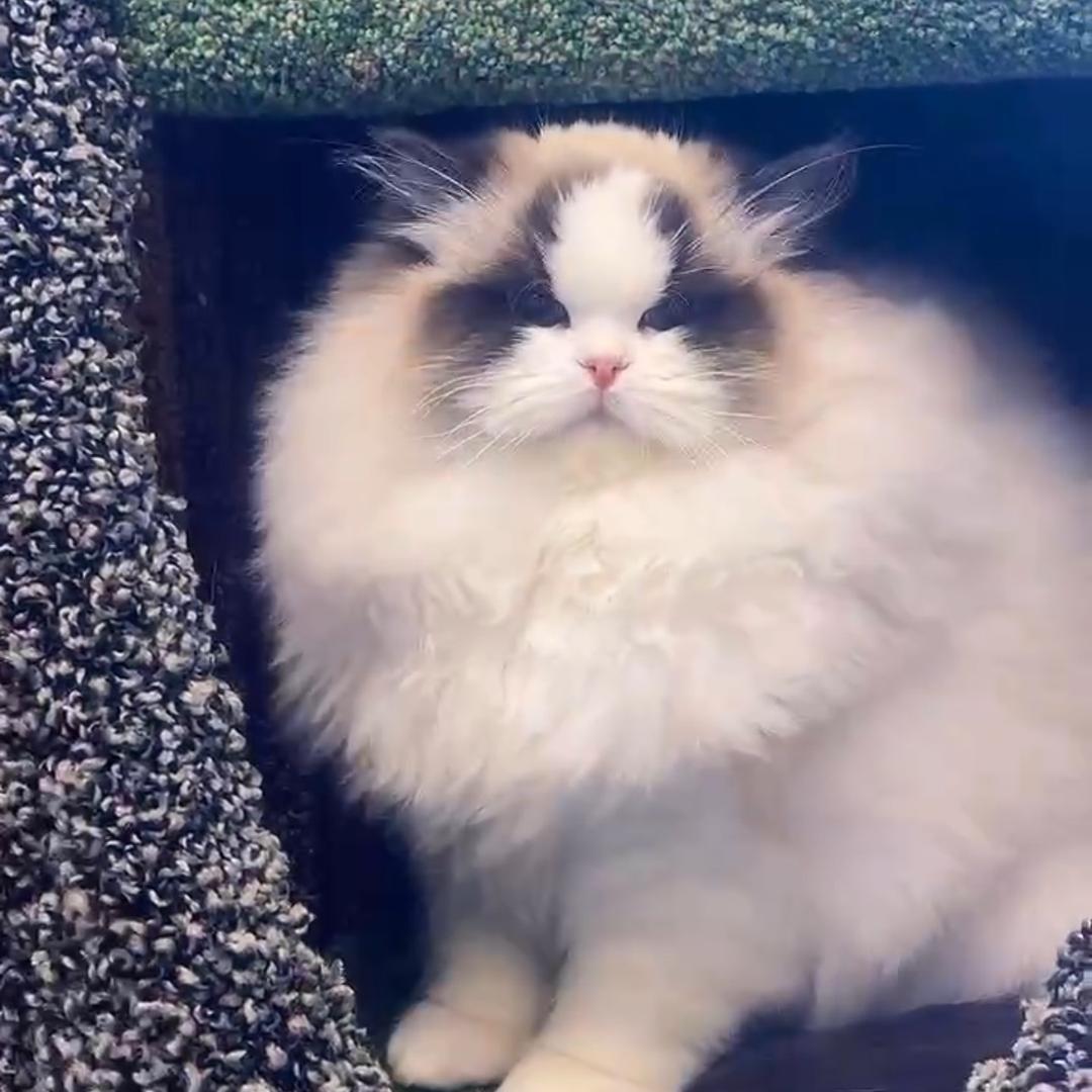 新脸版布偶猫 （元宝）