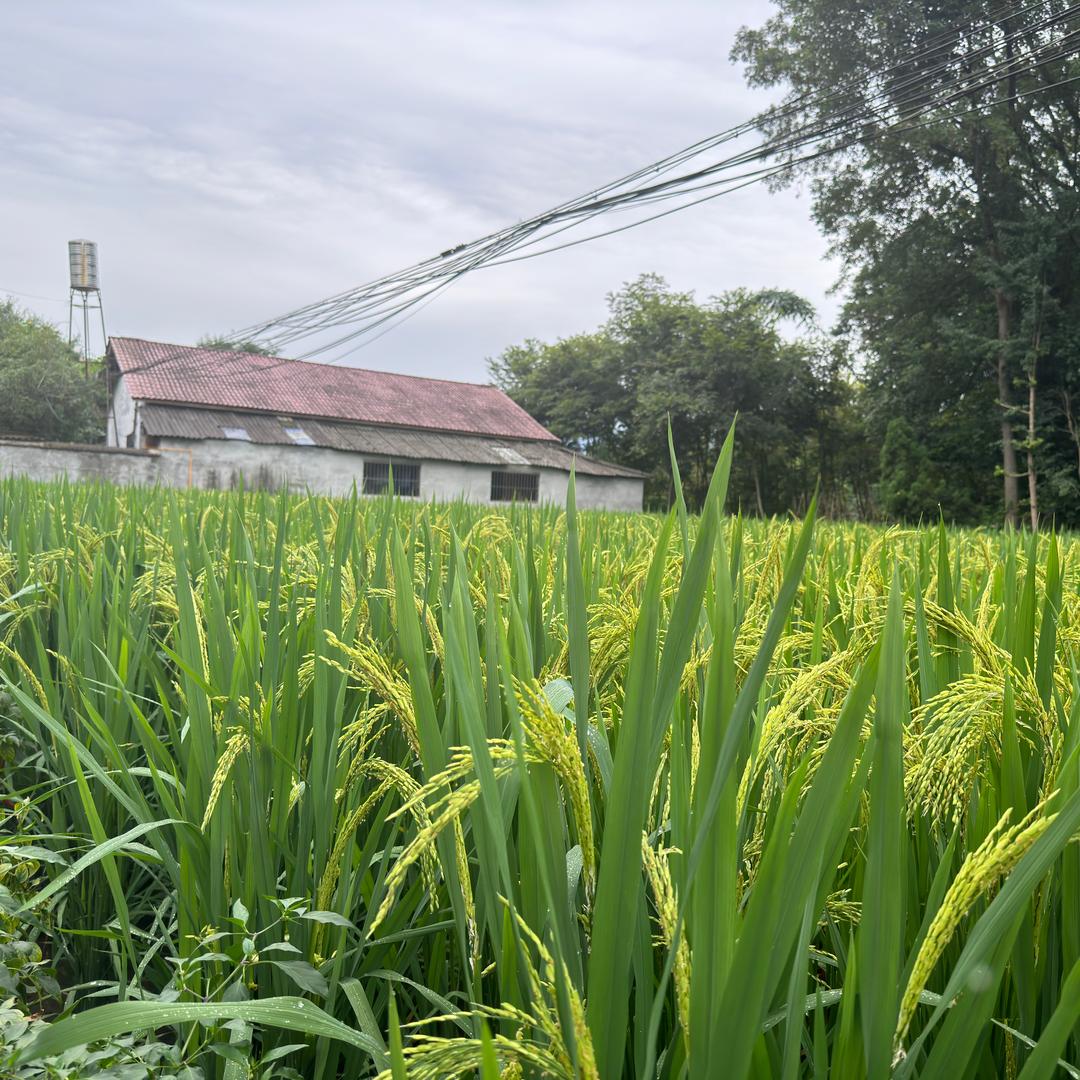 成都农村院子土地