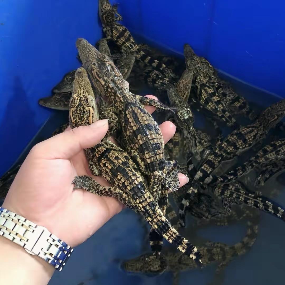思鳄鳄鱼养殖