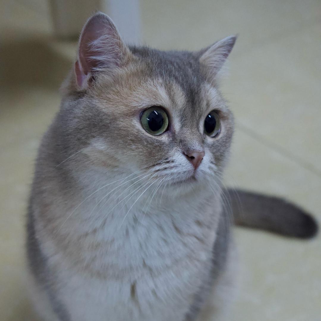 熊猪勿猎