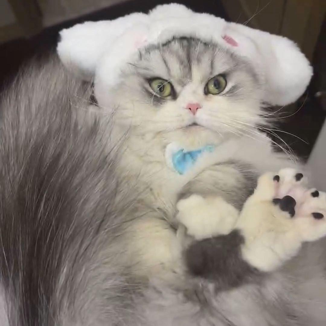 Molly和Dimoo是姐弟俩