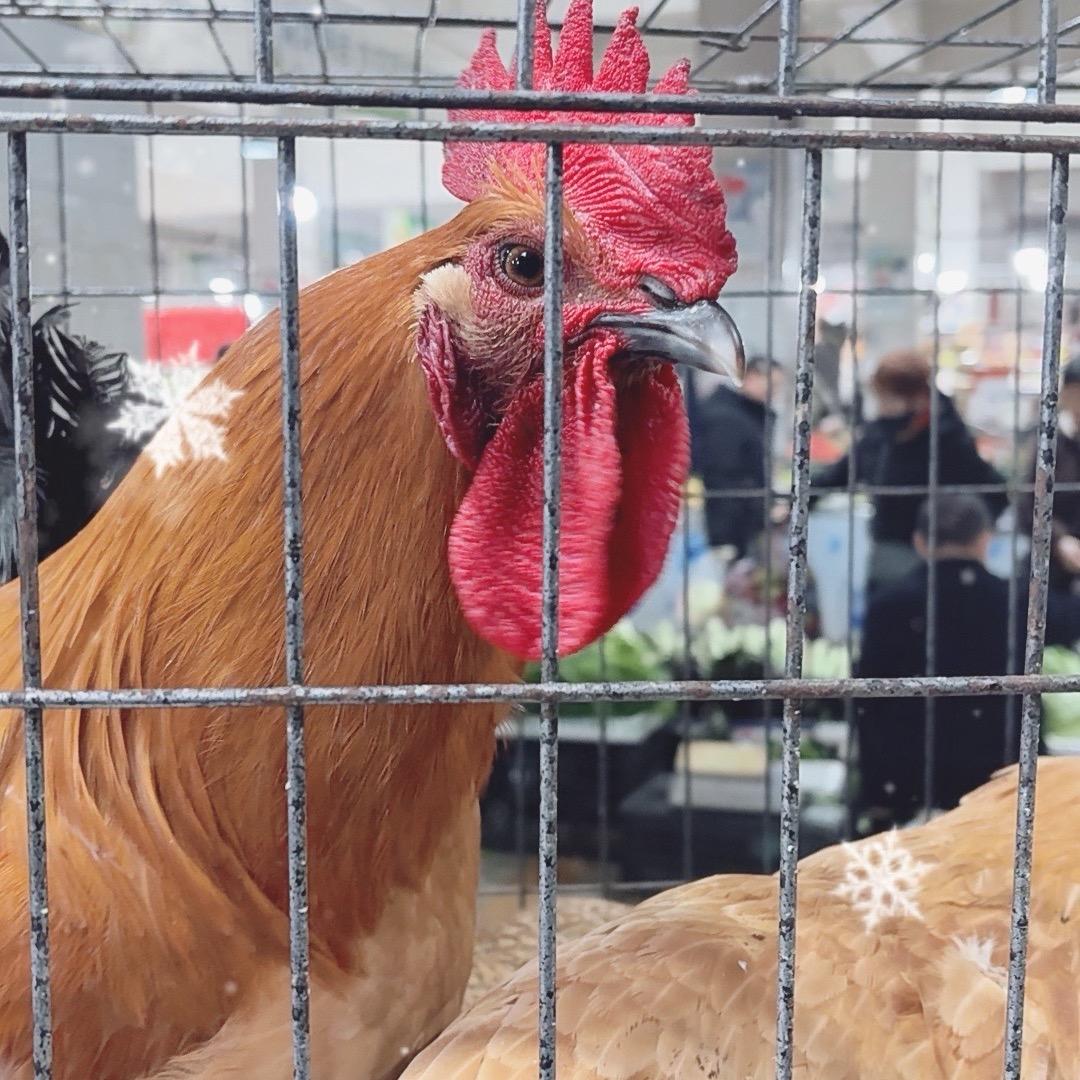 隆昌现杀土鸭土鸡，现宰黄牛