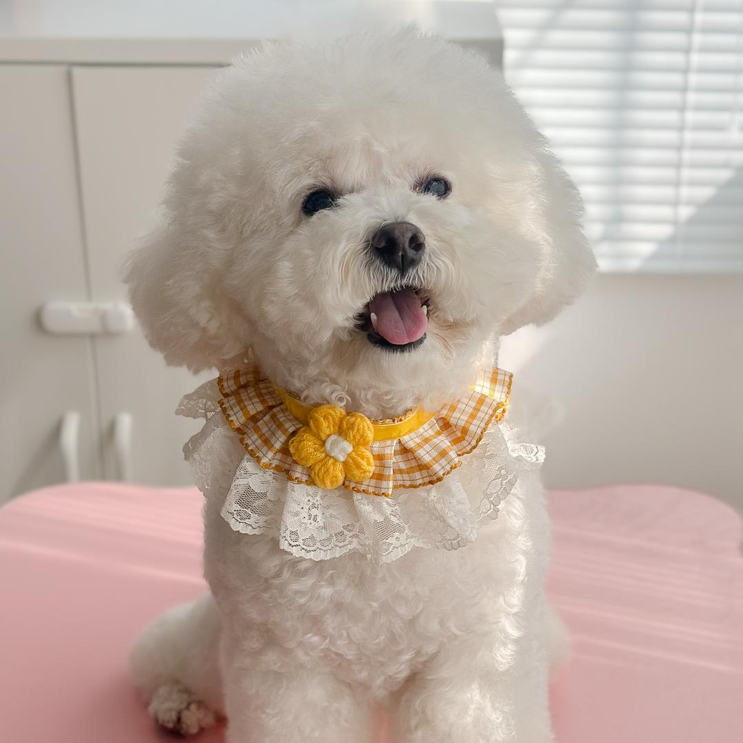 杨大米是只泰迪熊