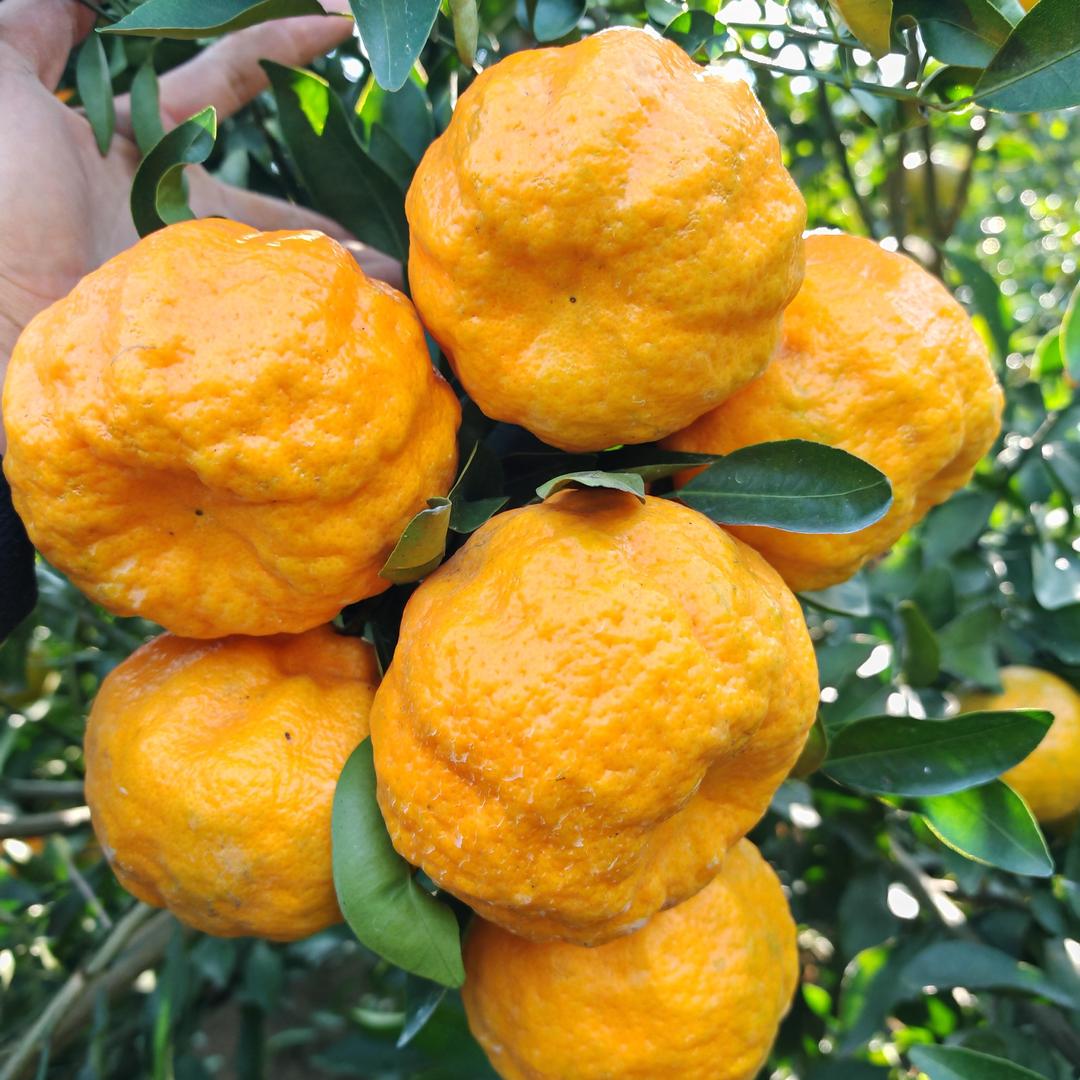 华宁县花兮柑橘专业合作社