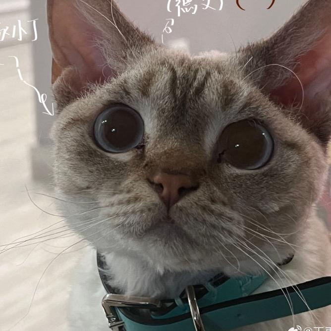 饼饼